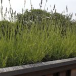 Lavendel dakplanten op het dakterras